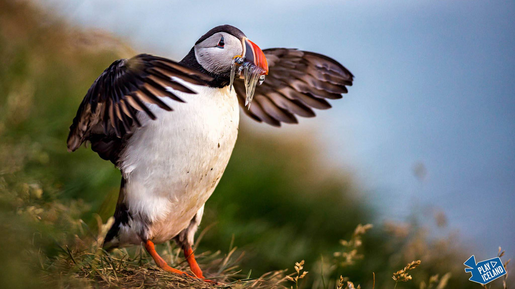 Atlantic Puffin bathing his wings with mouth full of fish
