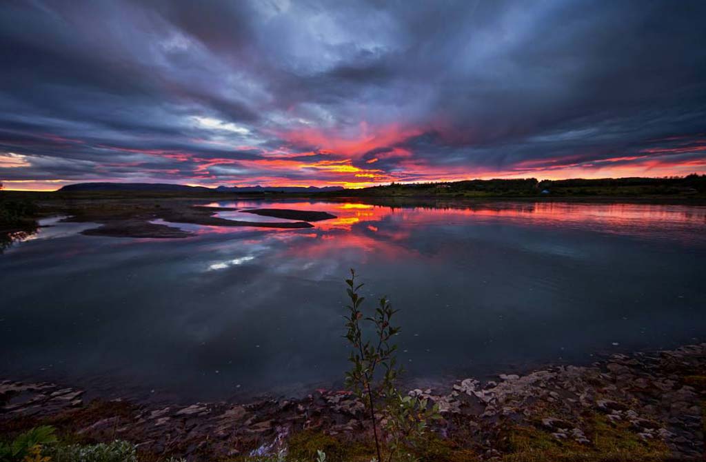 Small tree red sunset in Iceland
